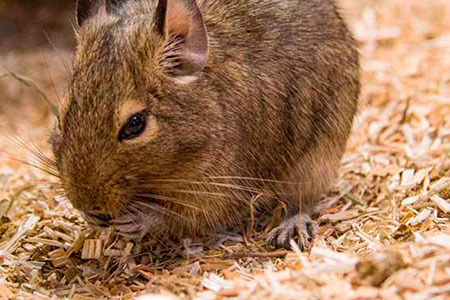 Degu in bunnyBedding Comfort