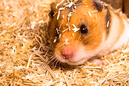 Hamster in bunnyBedding Active